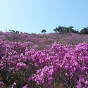 참꽃 귀경하세요.~~비슬산~~