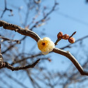 대공원 매화