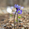 설악의 야생화... 노루귀