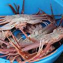영덕대게 정모사진