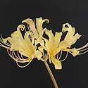 Lycoris cv.‘Haysper Gold’ ...