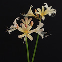 Lycoris cv.‘Bozan’.모산(보잔)