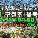 정읍 구절초 꽃축제/인생 가을 여행지 ..