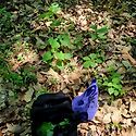 취나물 산행
