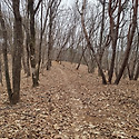 높은산