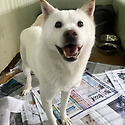 [대모/대부가 필요해요] 설기&#128054;