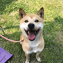 [대모/대부가 필요해요] 달마&#128054;