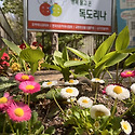 봄맞이 입구 꽃밭