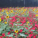 2025.09.28 함양 상림숲