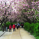 완산칠봉 꽃동산