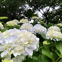 분수국