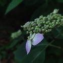 논고악 산수국1