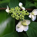 논고악 산수국2