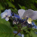 산수국 헛꽃 살피기