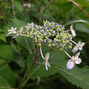 논고악 산수국3