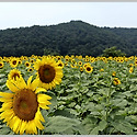 경주, 까페 바실라의 해바라기