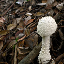 흰가시광대버섯