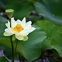 백련