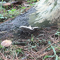 솔나무기생버섯