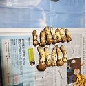 첫 송이버섯