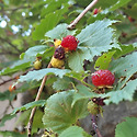 산딸기