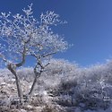 선자령의 상고대