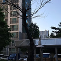 고사된 가로수목