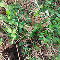 &#127807;새로운 군락지에서 잔대 