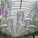 가평 자라섬 꽃축제~~~