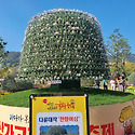 마산가고파국화축제 구경하기