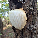 버섯산행
