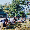 추억돋는 2001년 은행알 줍기