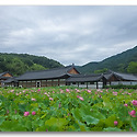 송광사 연지 소식