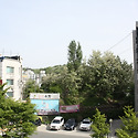 아카시아 숲(2025년 5월 8일, 목요일..