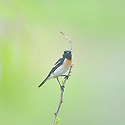 검은딱새숫컷1(휴식장면)
