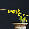 개나리1(동박새)