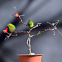 장수보명자꽃(동박새)