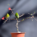 장수보명자꽃(동박새)