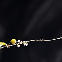 주의화명자꽃(동박새)