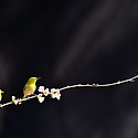 주의화명자꽃(동박새)