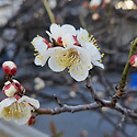 백매, 청매, 산수유도 필락말락