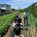 25년 5월 18일 주일학교 작두콩심기