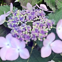 서울대공원 출사 3차 "꽃 사진 모음"&#65308;..