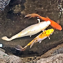 청담역 지하통로 연못에서