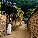남평문씨 세거지 능소화