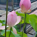 화요 인사.