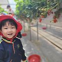 &#127827;딸기밭 체험다녀온 아장