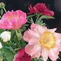 GARDEN_수(秀)_2026년 5월 꽃 전하는..