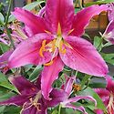 GARDEN_수(秀)_2026년 7월 8월 여름
