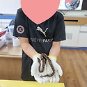 볼파이톤